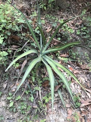 Agave difformis