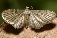 Eupithecia haworthiata