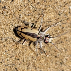 Cicindela limbata