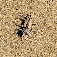 Cicindela limbata