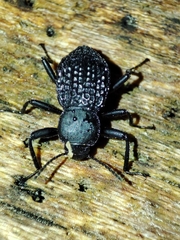 Tenebrionidae