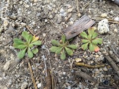 Eriogonum apiculatum