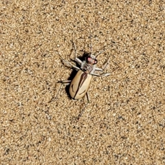 Cicindela limbata
