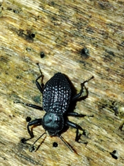 Tenebrionidae