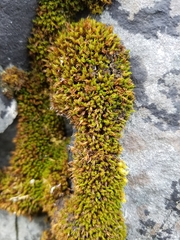 Schistidium maritimum