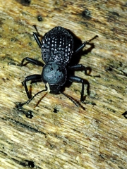 Tenebrionidae