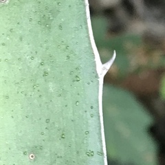 Agave difformis