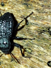 Tenebrionidae