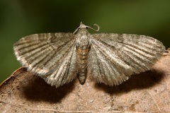 Eupithecia haworthiata