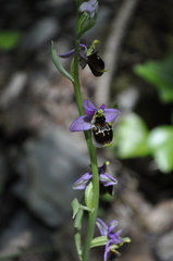Ophrys gresivaudanica