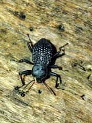 Tenebrionidae