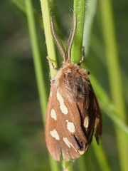 Arctia aulica