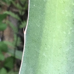 Agave difformis