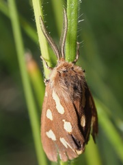 Arctia aulica