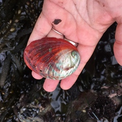 Haliotis rufescens