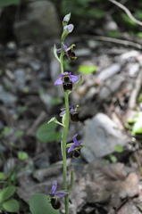 Ophrys gresivaudanica