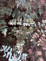 Pellaea truncata