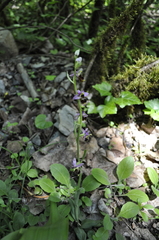 Ophrys gresivaudanica