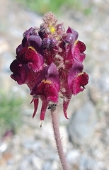 Linaria aeruginea
