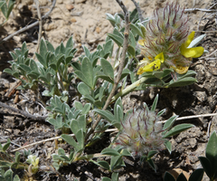 Dalea jamesii