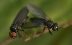 Opetia nigra