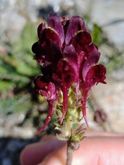 Linaria aeruginea