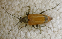 Trigonarthris subpubescens