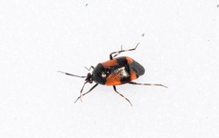 Deraeocoris rutilus
