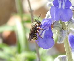Dianthidium texanum