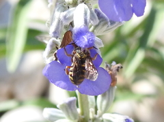 Dianthidium texanum