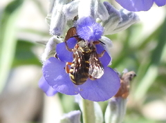 Dianthidium texanum