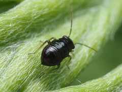 Slaterocoris