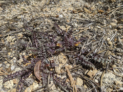 Pedicularis semibarbata