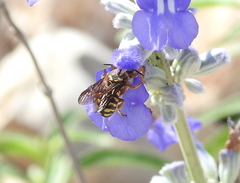 Dianthidium texanum