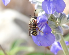 Dianthidium texanum