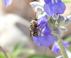 Dianthidium texanum