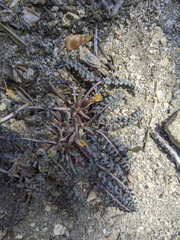 Pedicularis semibarbata