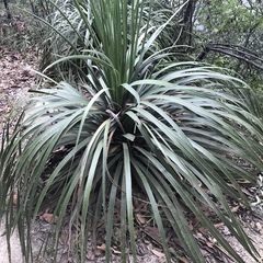 Dasylirion berlandieri