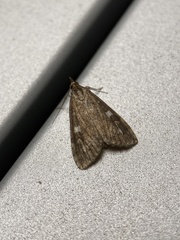 Udea olivalis