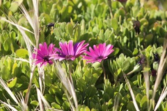 Dimorphotheca jucunda
