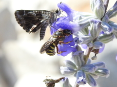 Dianthidium texanum