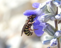 Dianthidium texanum