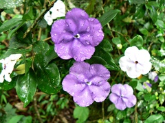 Brunfelsia australis