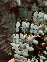 Pellaea truncata