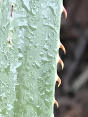 Dasylirion berlandieri