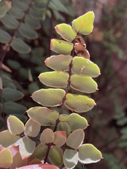Pellaea truncata