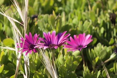 Dimorphotheca jucunda