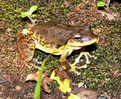 Scinax fuscovarius