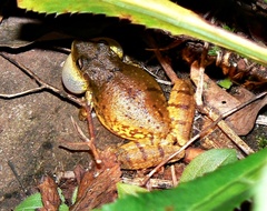 Scinax fuscovarius