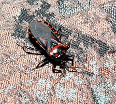 Brontostoma colossus